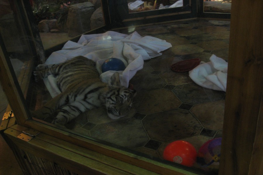 ../image/baby tiger at kalahari resort 1.jpg